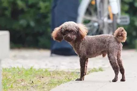 泰迪秃毛癣怎么治疗,泰迪长癣了怎么办