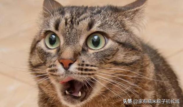 猫咪呕吐未消化完的食物怎么办,猫咪吃完化毛膏呕吐是什么原因