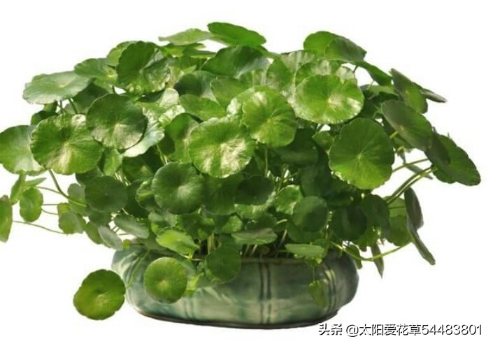 绿植浇什么水又绿又好,绿化植物怎样高效浇水