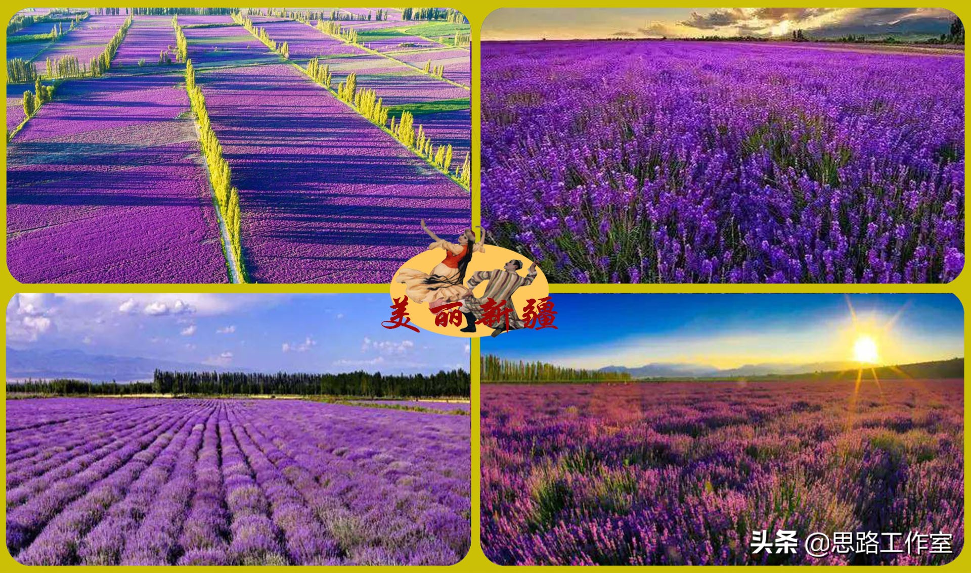 新疆伊犁薰衣草最美风景,伊犁薰衣草和天山花海