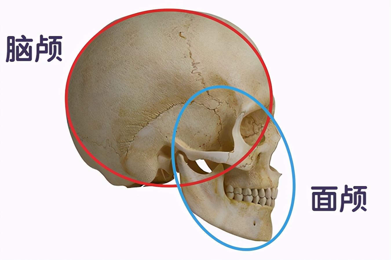 procreate写实人物起稿教程,二次元头像绘画新手教程