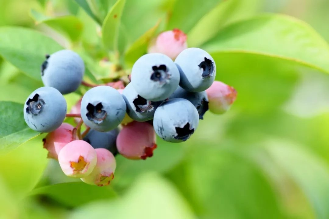 阳台果树盆栽蓝莓,阳台果树推荐