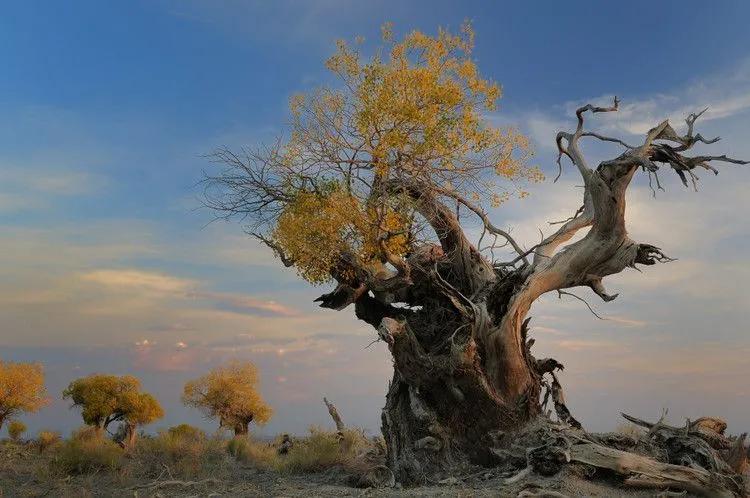 乌鲁木齐仿真胡杨树定做,仿真胡杨树叶