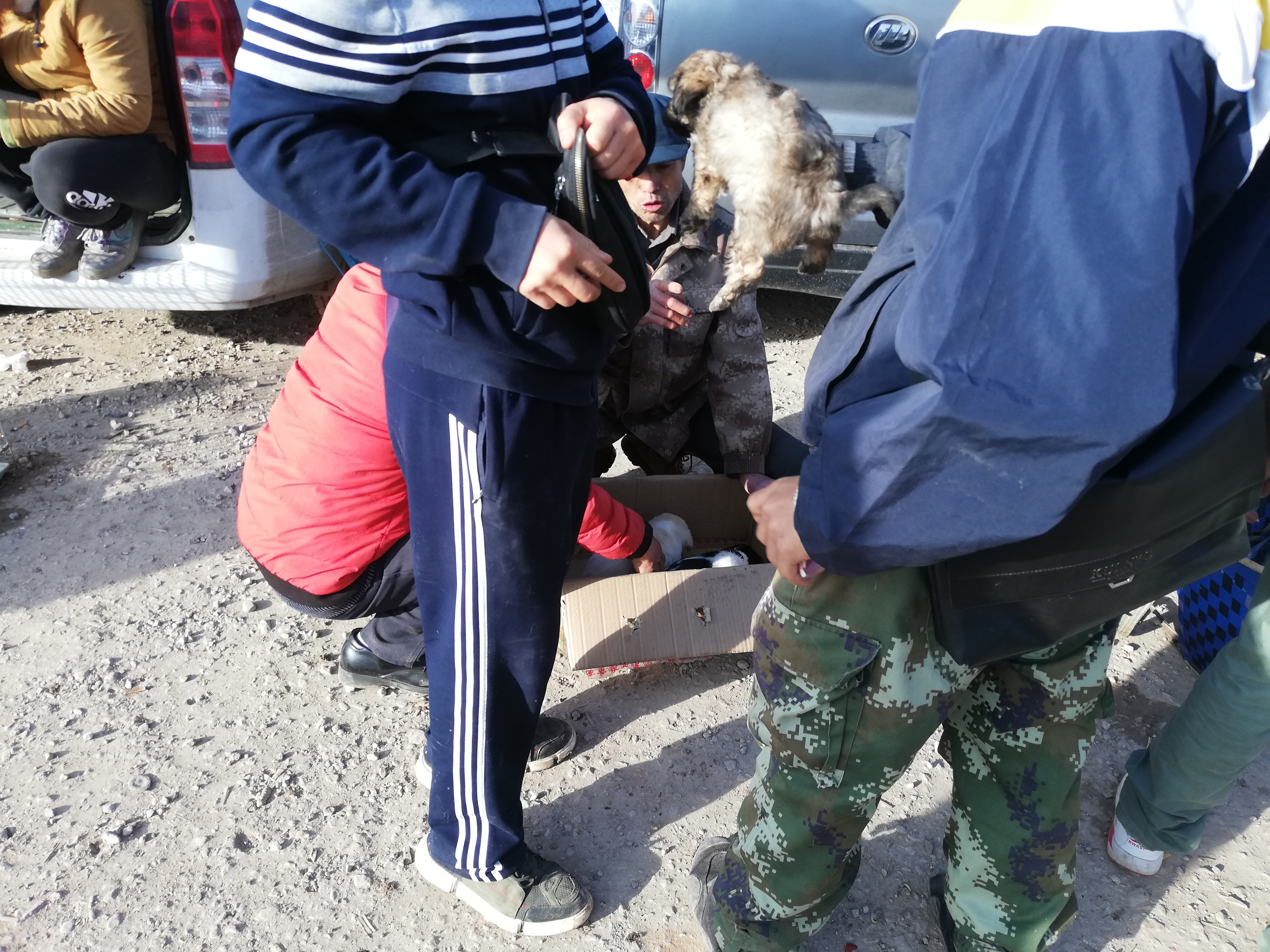 狗贩子纯种土狗,拉布拉多杂交土狗出售