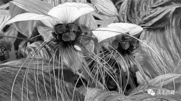 「雪域记忆」之十四——孤岛军魂，割舍不掉的墨脱情怀