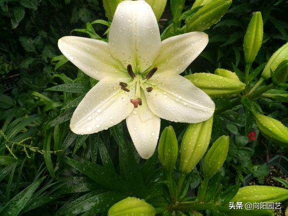 冬天买的百合现在成球了怎么养,冬天买的带芽百合球能开花吗