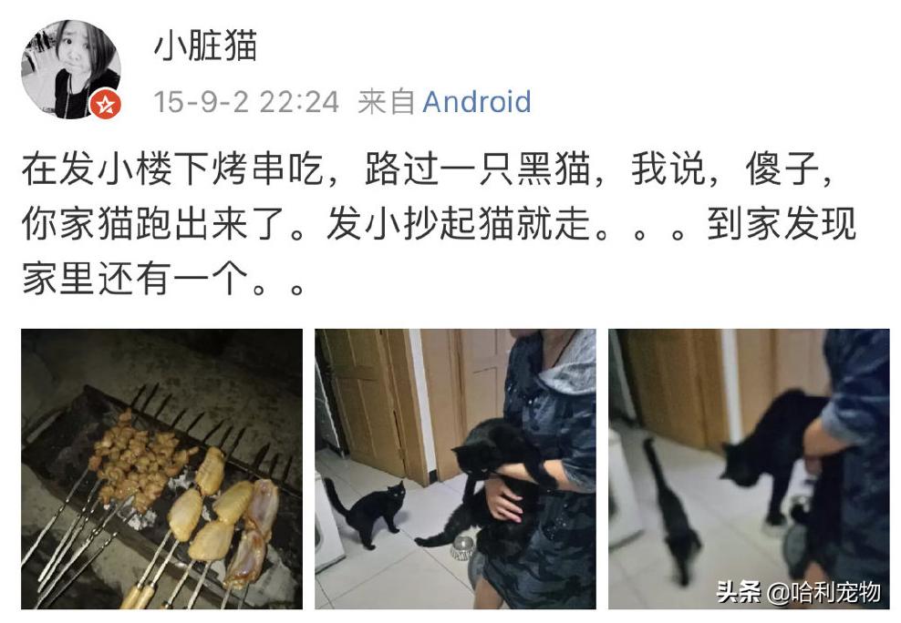 铲屎官的真相,铲屎官养了四只一模一样的猫