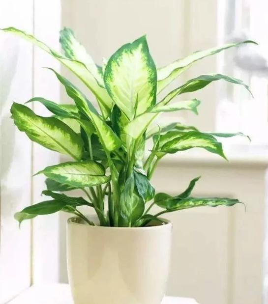 南京市园林局最新发布的室内植物甲醛吸收能力排行榜