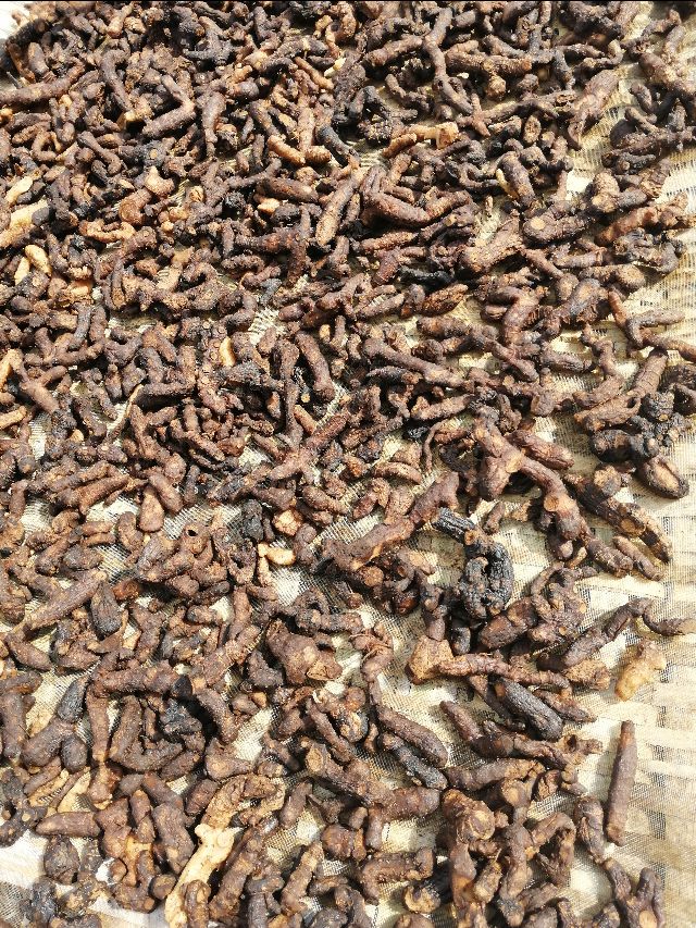 四明山哪座山上有黄精,四明山哪里有山黄精