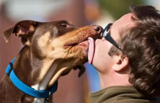 狗狗总爱舔人是怎么回事,狗狗为什么爱舔人皮肤