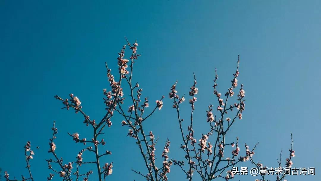 古诗喝茶的绝美诗句,诗词世上无难事