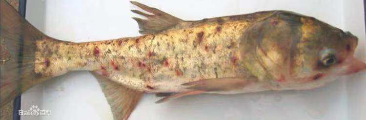 锚头鳋用什么药不伤鱼,锚头蚤怎么杀灭