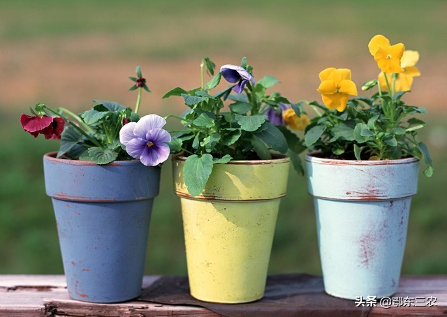 盆栽花卉土板结怎么办,花盆里的泥发白返碱怎么办