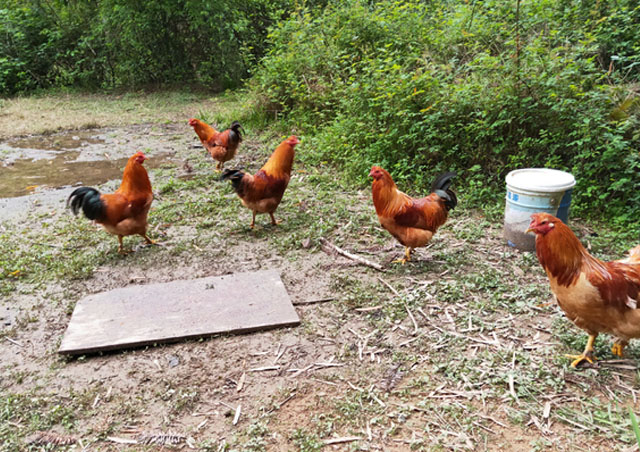 得鸡瘟的鸡还没死能食用吗,如果散养十多个鸡得了鸡瘟怎么办