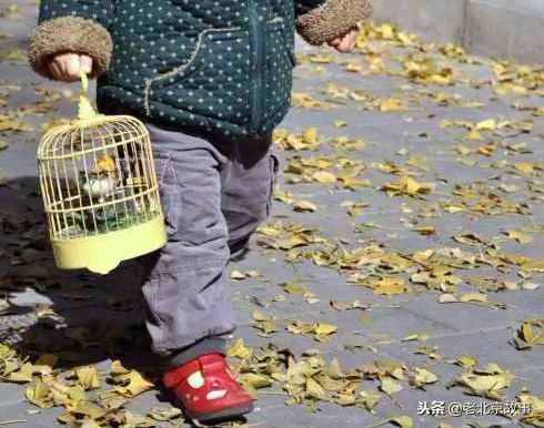 北京爷们儿所有的视频,北京爷们儿2016