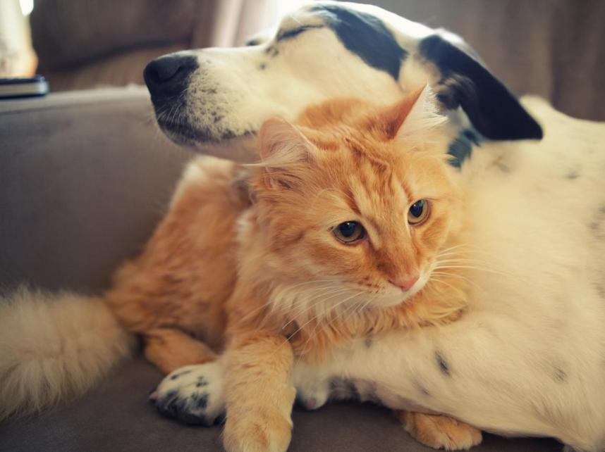 领养小猫咪时送什么礼物,领养刚出世的猫咪怎么喂养