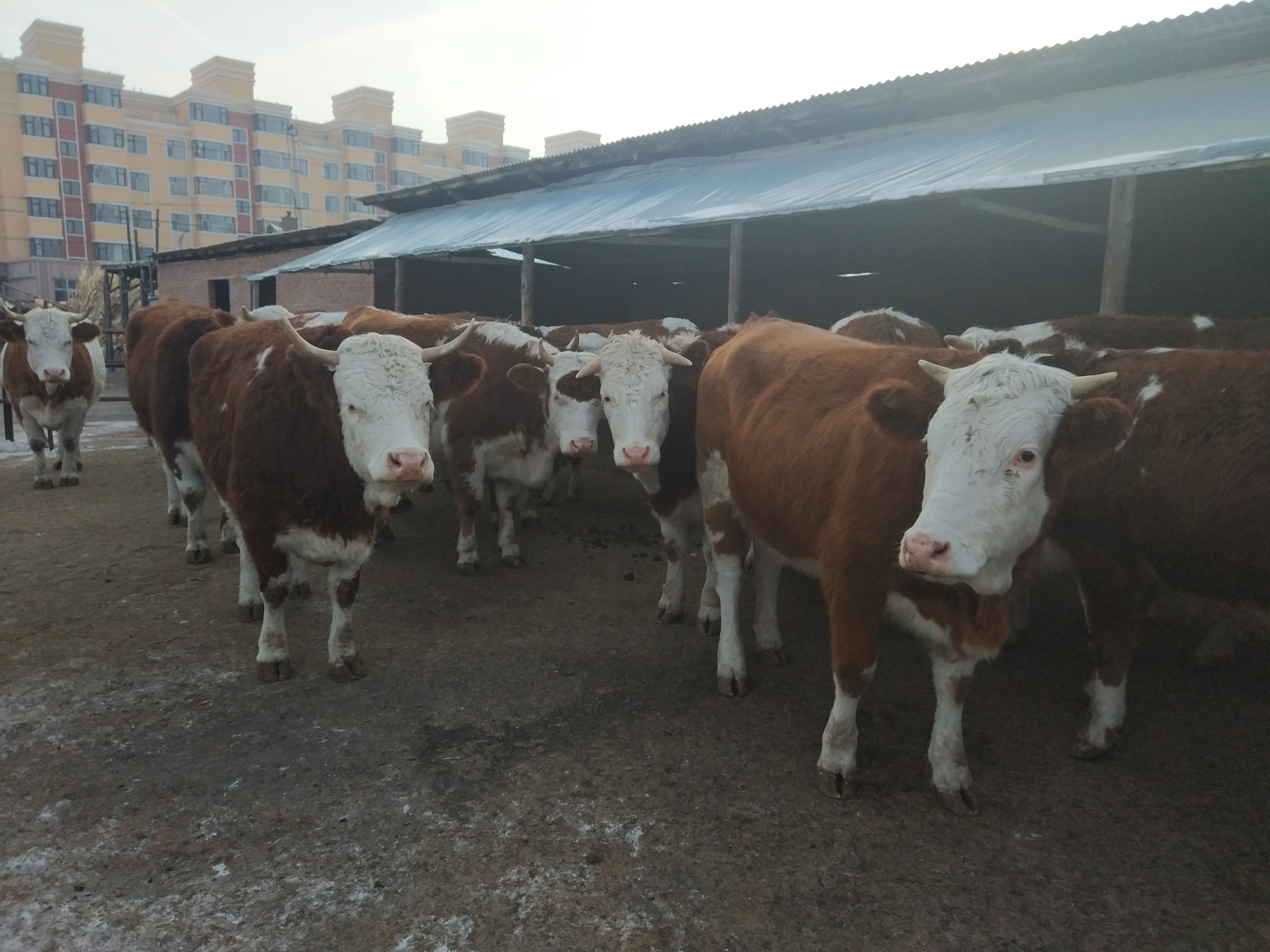 养牛南方到了冬天怎么办,牛舍冬天气温多少合适养牛