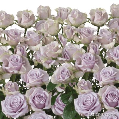 月季烂根的补救办法,月季烂根是什么原因