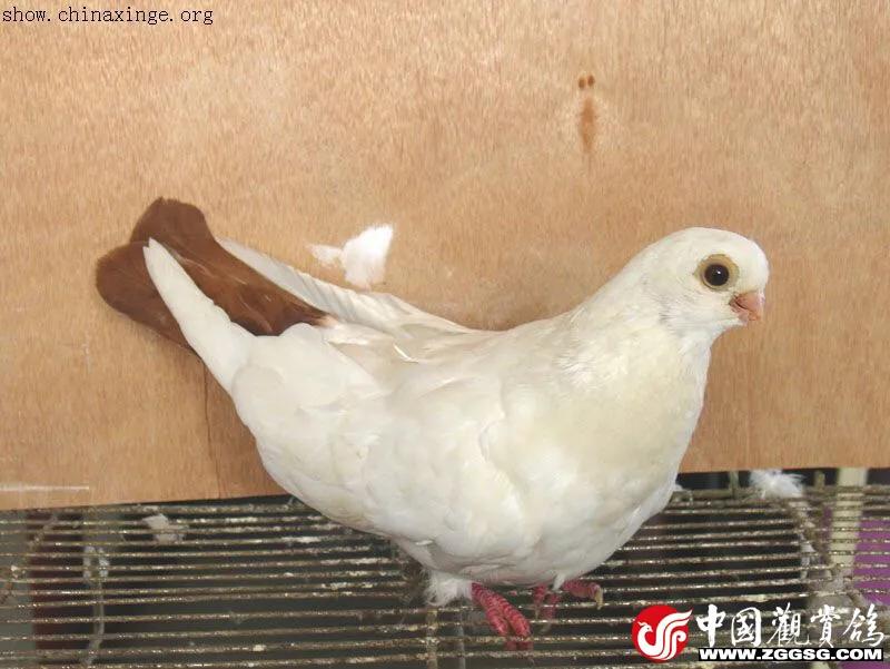 北京鸽哨制作,北京鸽哨晨曲