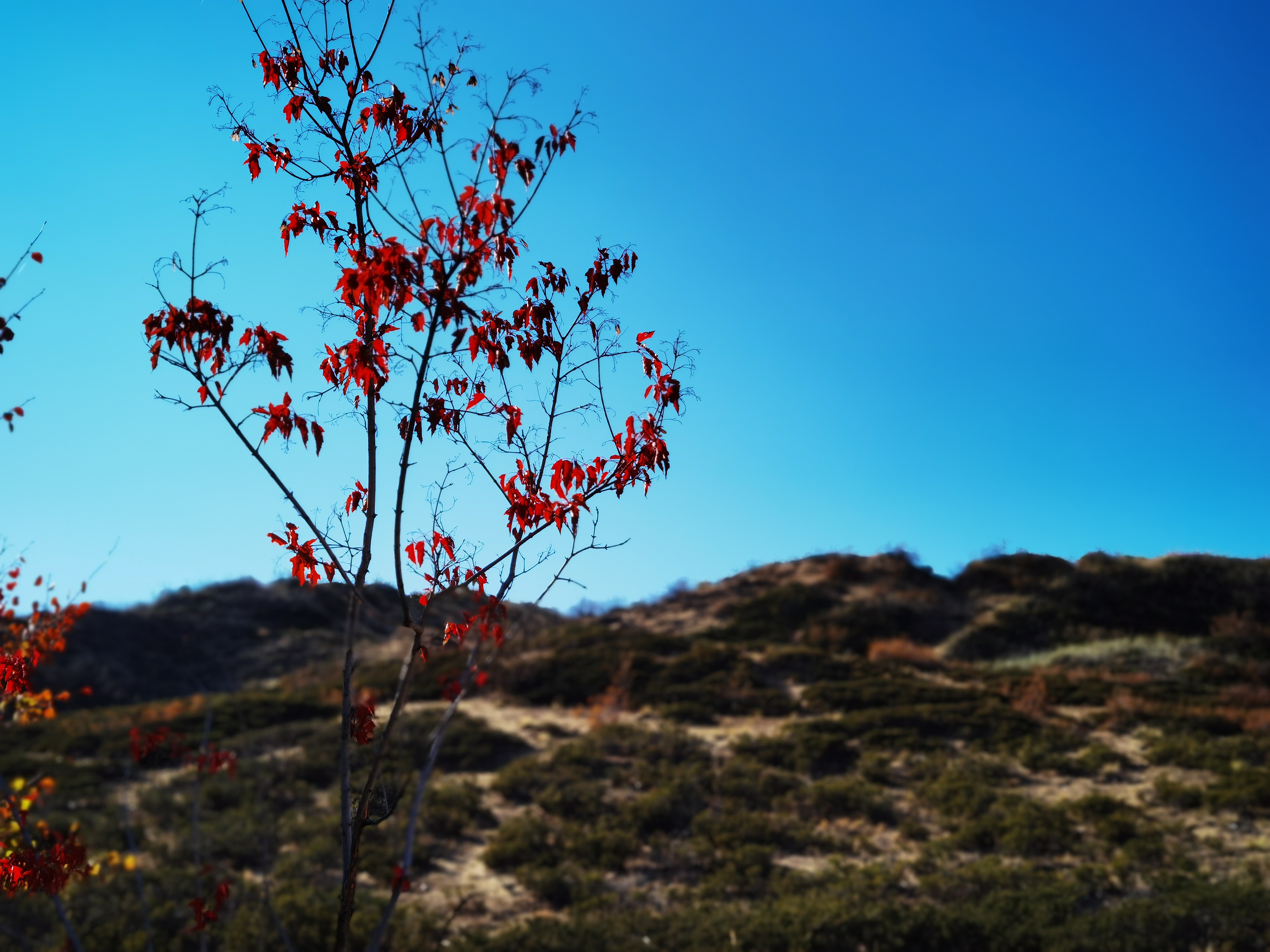 自驾游*疆新**：原来你是这样的白沙湖