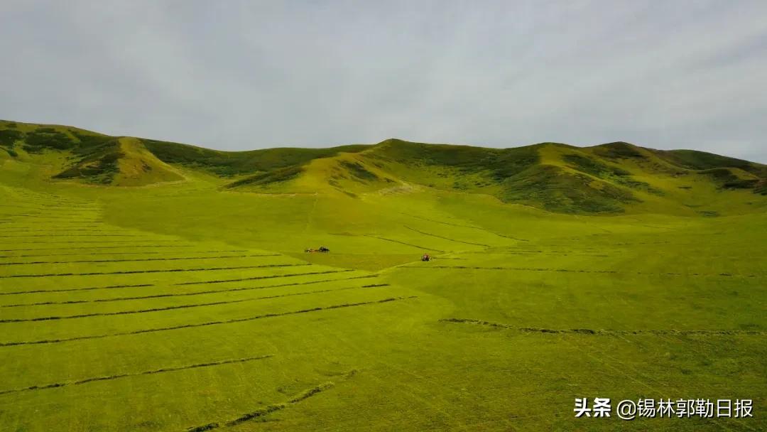 草原上的庄稼地,草原上的牧草怎么收割视频