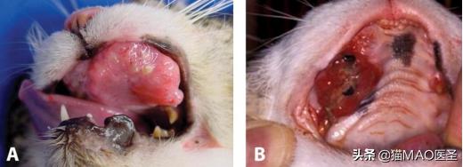 猫肿瘤,猫口腔鳞状上皮细胞癌