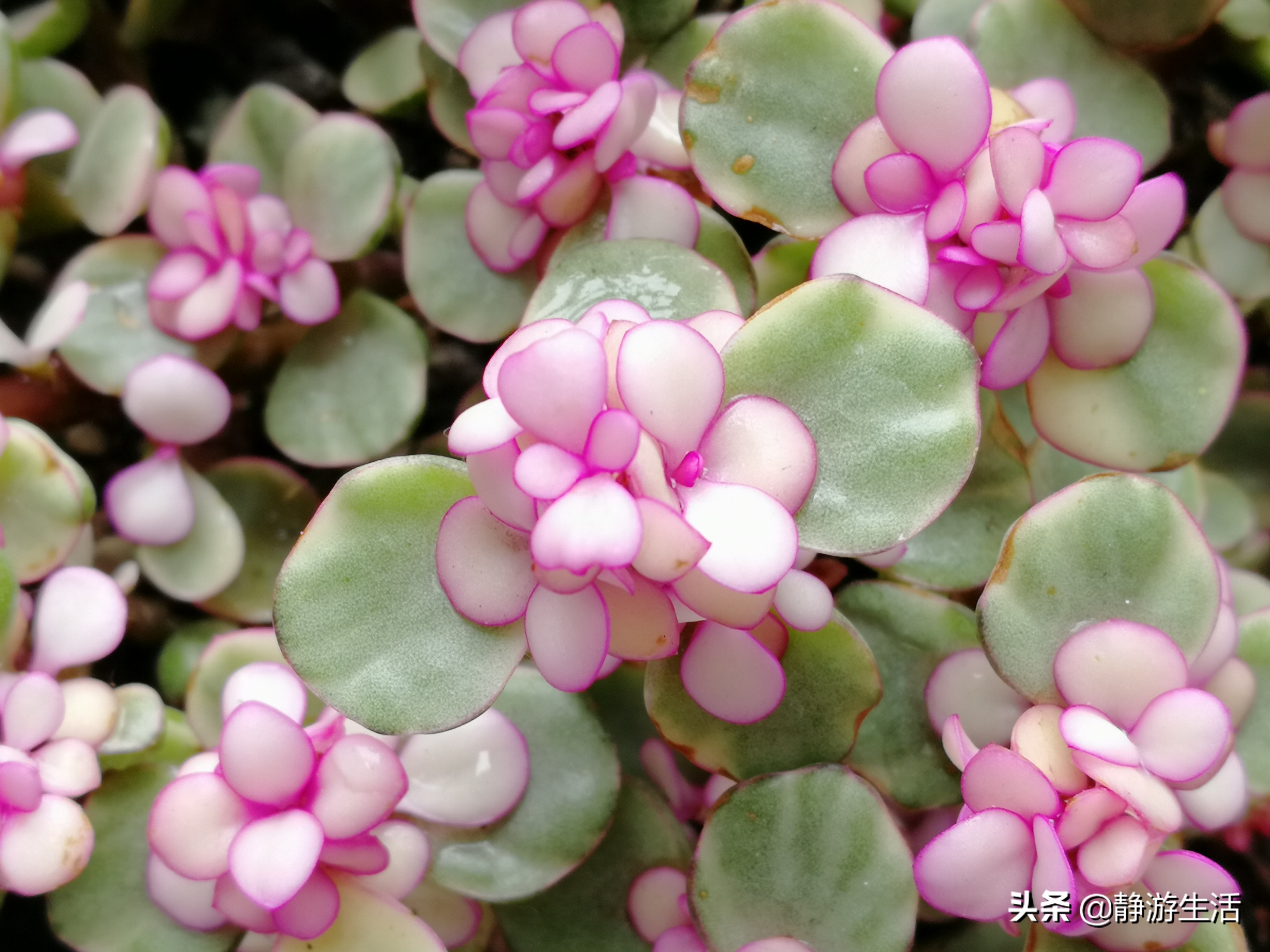 雅乐之舞，这飞扬在尘世间的灵动舞者