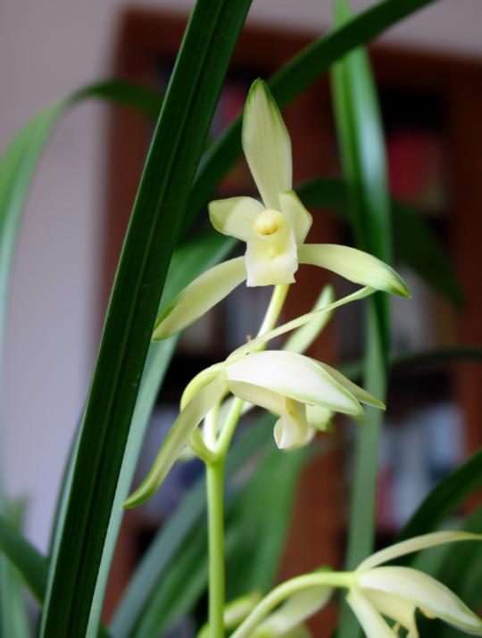 春节前后开花又有兰香的兰花,好养又好看又香又便宜的兰花品种