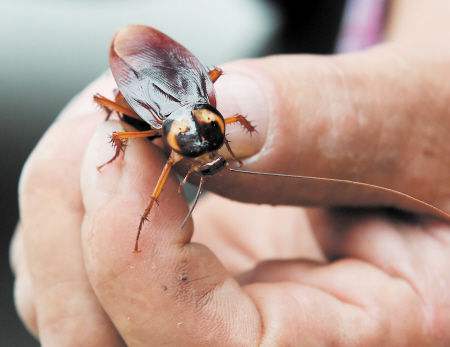 家里有很多蟑螂该怎么处理,发现家里有很多小蟑螂怎么处理