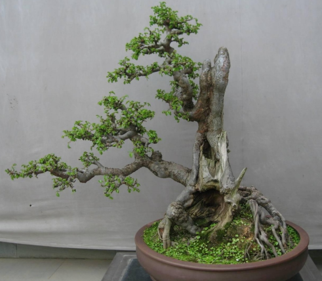 附石盆景哪种树最适合,一般盆景种树都用什么植料