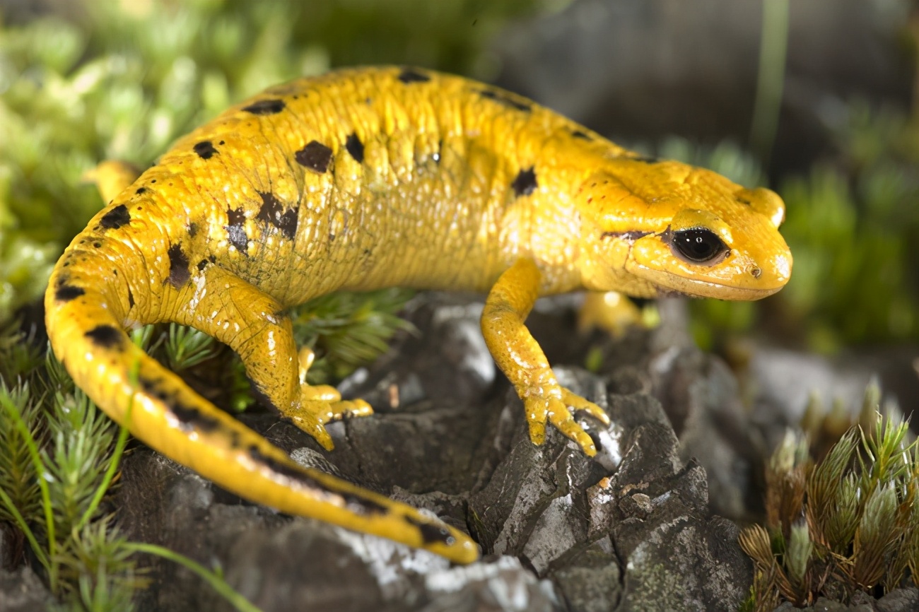 19只活体！北京海关首次截获火蝾螈，外形有点吓人，并且还有毒