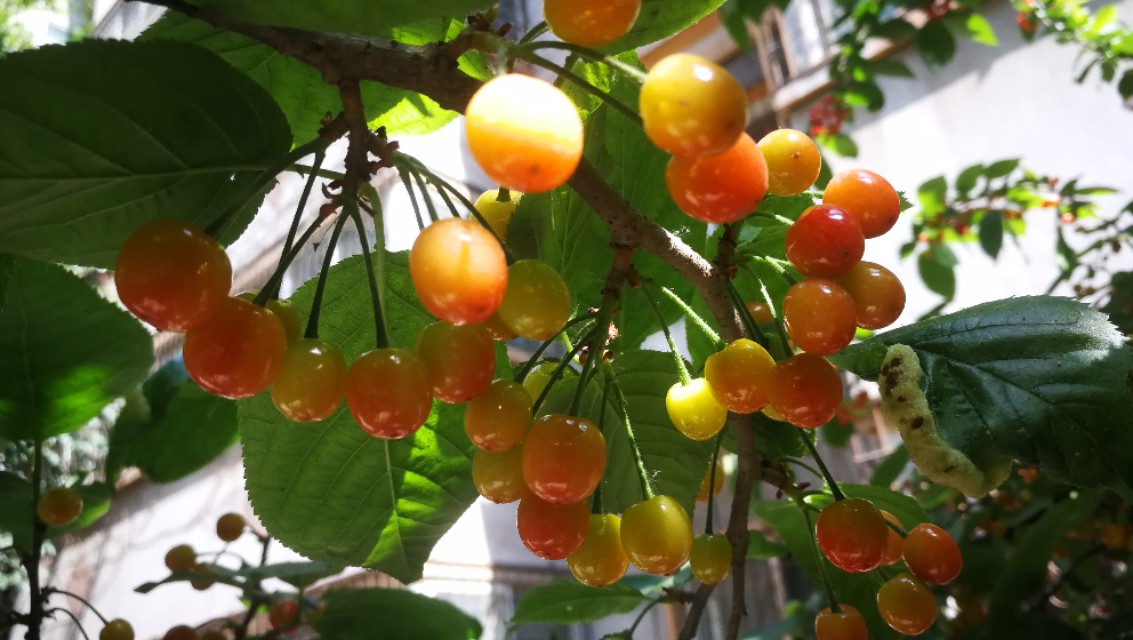 野樱桃树上面长的黑疙瘩是什么,樱桃树上面结满了樱桃图片