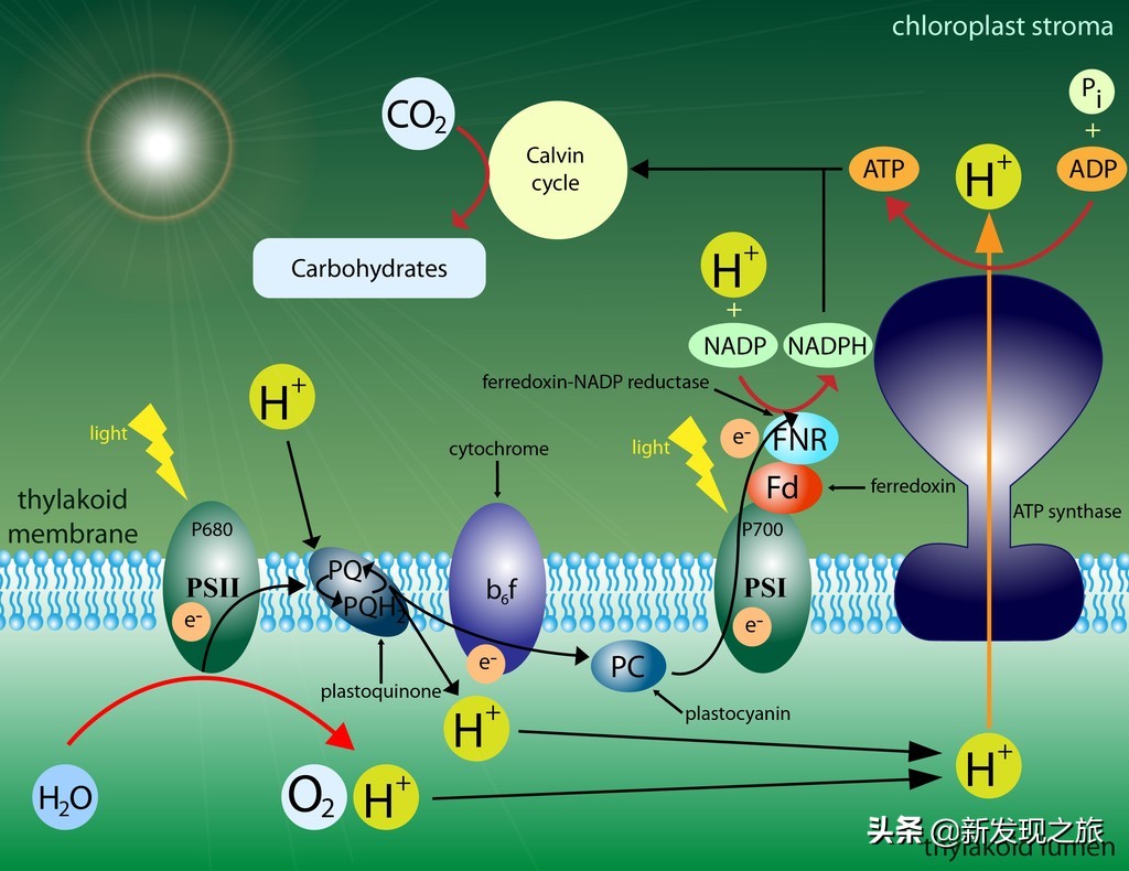 生物进化史最具代表的事件,生物进化史的意义