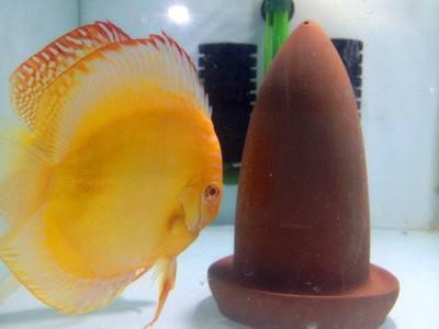 哪些观赏鱼可以裸缸饲养不必造景,最容易爆缸的观赏鱼排行榜