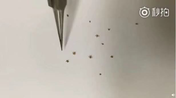 小孩眼睛里长阴虱,4岁小孩睫毛长满阴虱瘙痒难忍