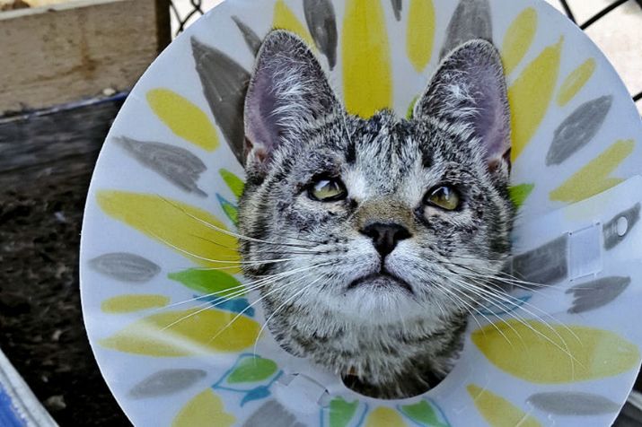 猫能治愈抑郁症,猫真的治愈孤独吗完整版