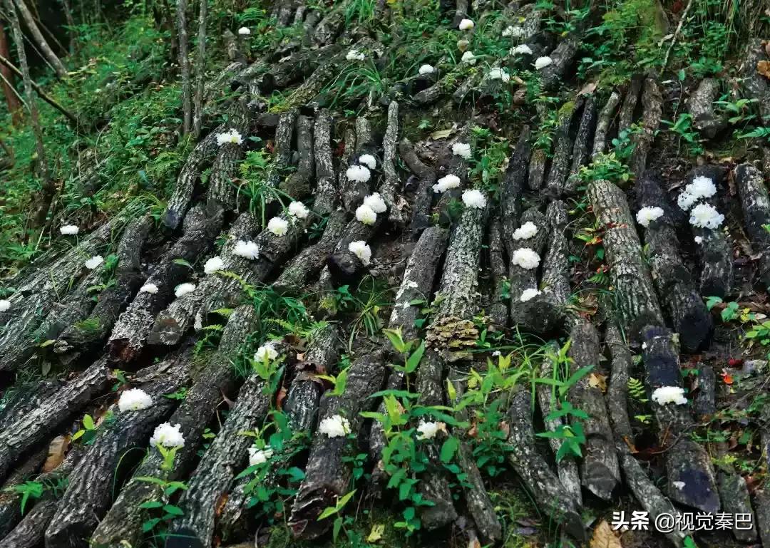 今天，我要夸夸我的通江县