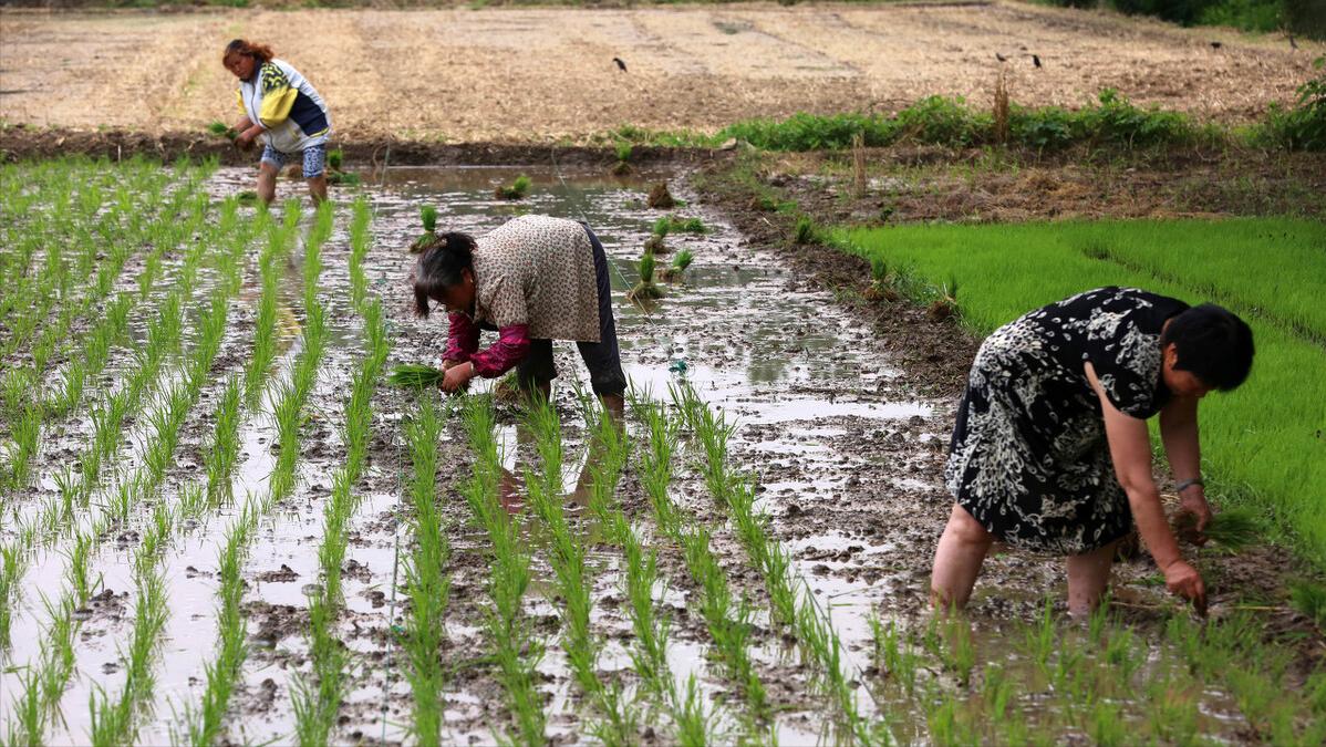 故乡的村庄女生版完整版,故乡的村庄歌曲