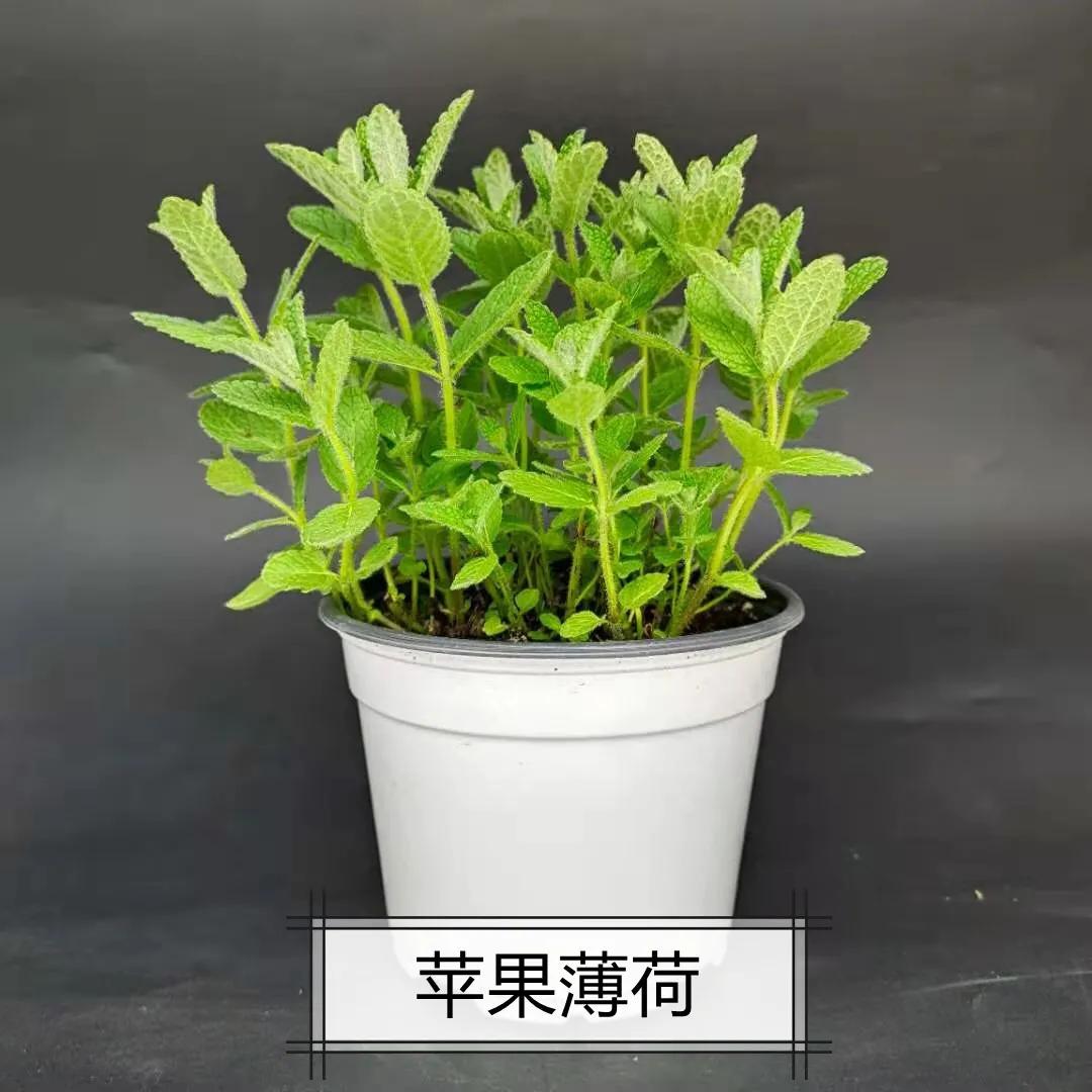 观花草本植物推荐,最具观赏性的观叶植物