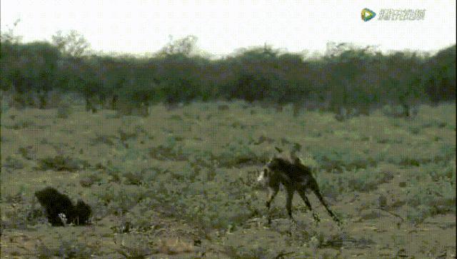 跟狮子抢肉，怼非洲鬣狗，看硬核“平头姐”成长史！