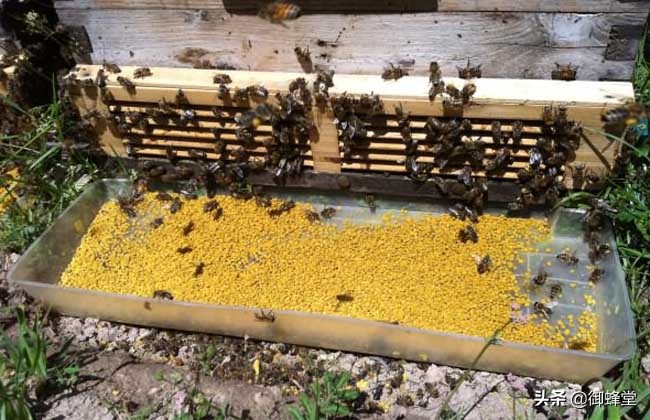 蜜蜂养殖技术防巢虫,蜜蜂养殖的基本知识视频