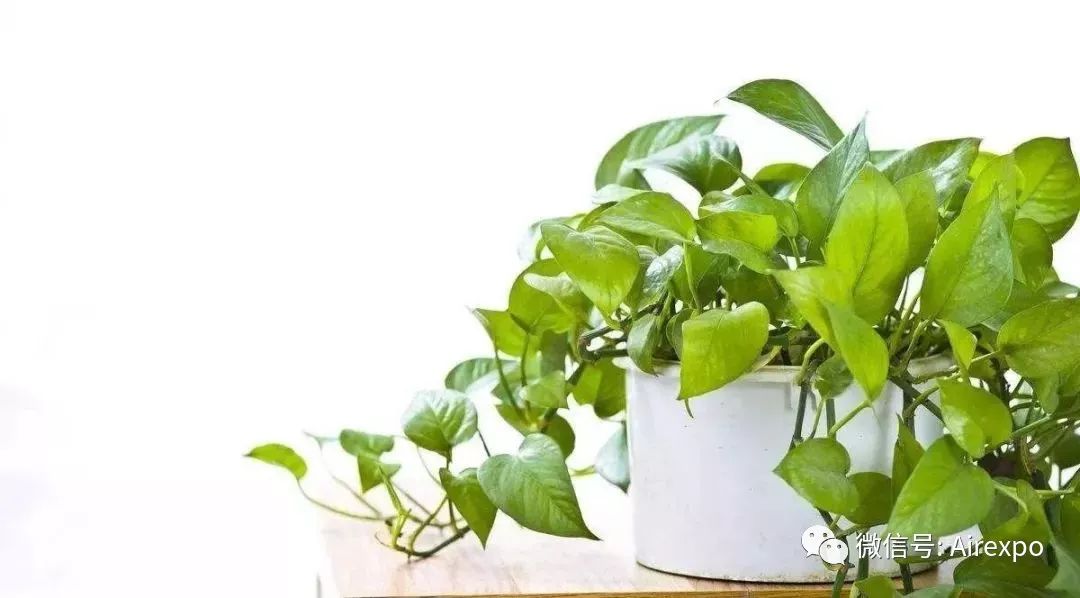 真正有效除甲醛的方法你做对了吗,真正靠谱的除甲醛的方法