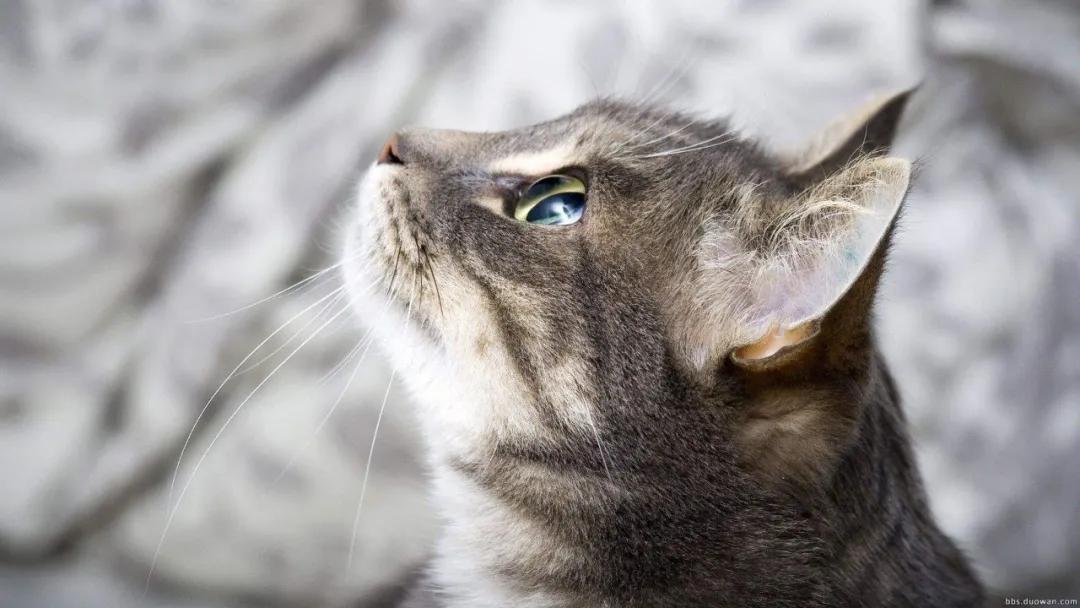 共享猫咪,共享猫咪有哪些项目