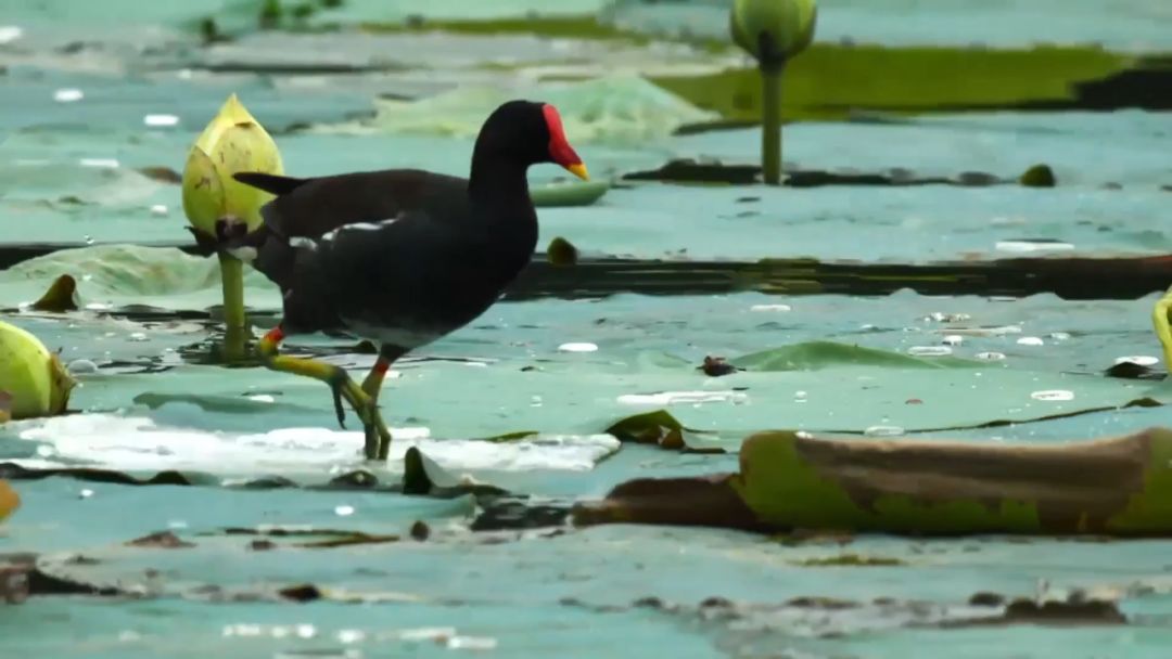 閮戝窞椋為笩瀹跺洯鍥剧墖澶у叏,閮戝窞椋為笩瀹跺洯椋庢櫙