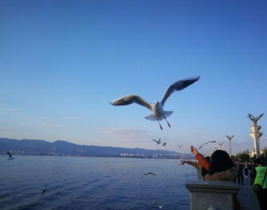 云南第一大湖泊,云南湖泊深度面积排名