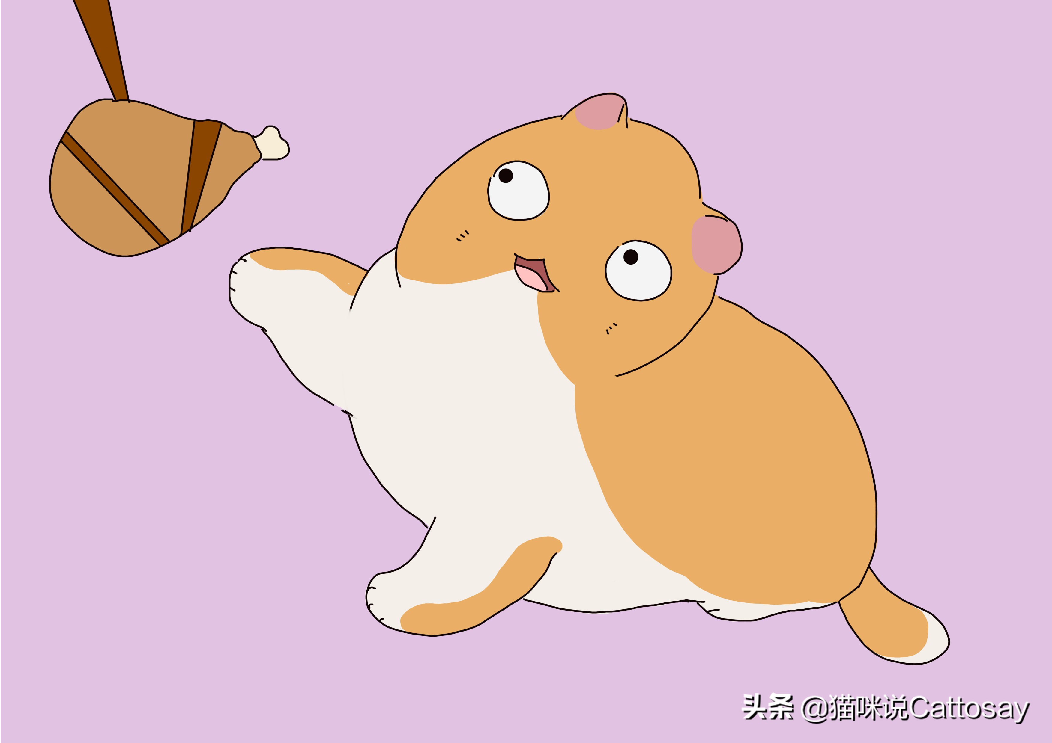 喂猫三种错误方式,三种喂养方式