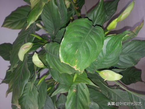 花卉肥害伤根怎么补救,花卉肥害用什么药