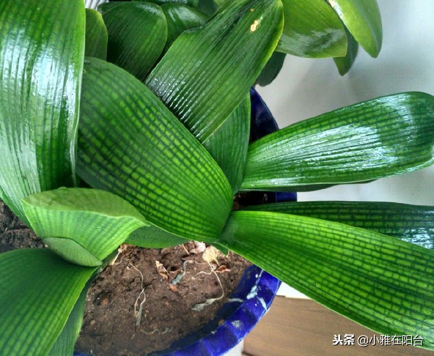 君子兰怎么养才能长得更旺盛,君子兰如何养护才能长得更茂盛