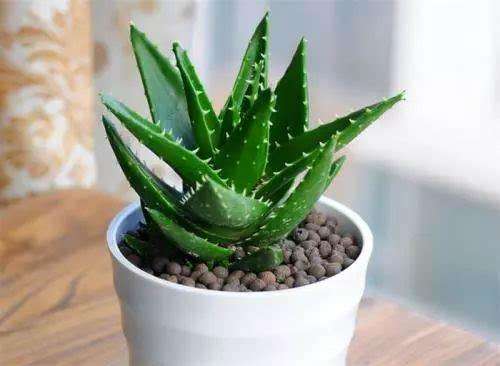 小盆植物中最会吸甲醛的是哪种,吸甲醛最好的植物哪种排名第一