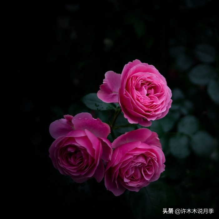 月季不停掉叶子怎么办？教你一招，光杆月季也能重新发芽开花。